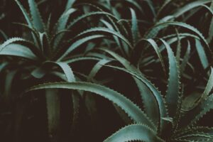 A close-up of lush green Aloe Vera plants with a dark, textured background.