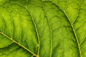 Close-up of vibrant green leaf showcasing intricate veins and texture, symbolizing nature's growth and freshness.